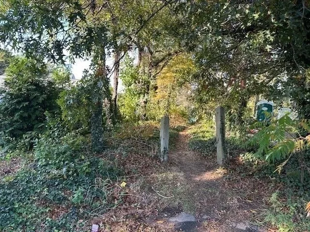a view of a forest with trees in the background