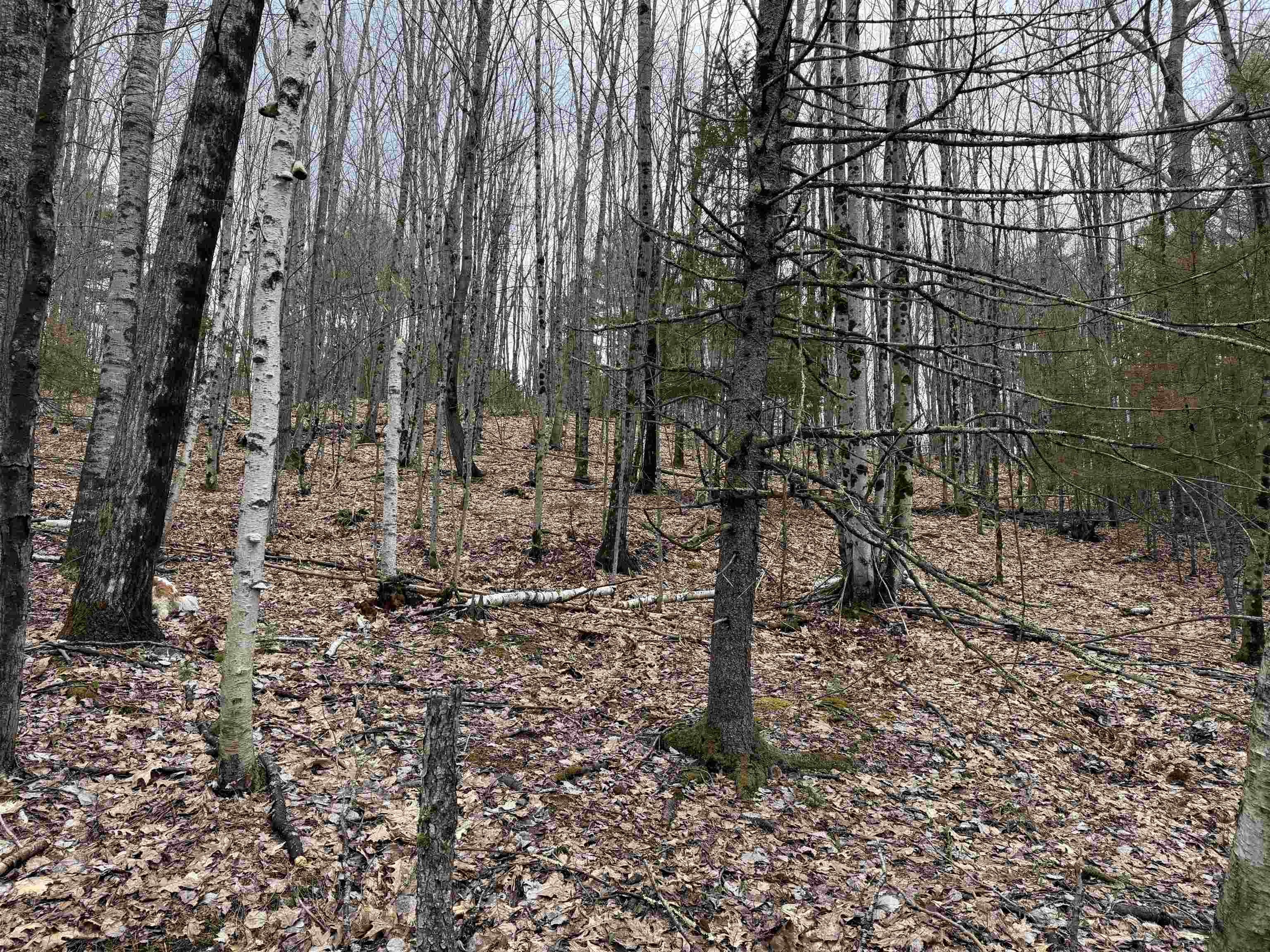 38 F Lang Road Bath, NH 03740 - Photo 16 of 20