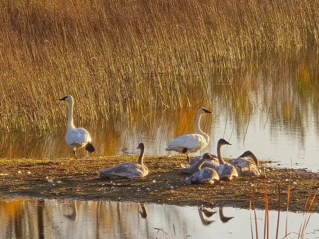 $799,950 | 39949 Sunset Shores Road Southeast, Mentor, MN 56736