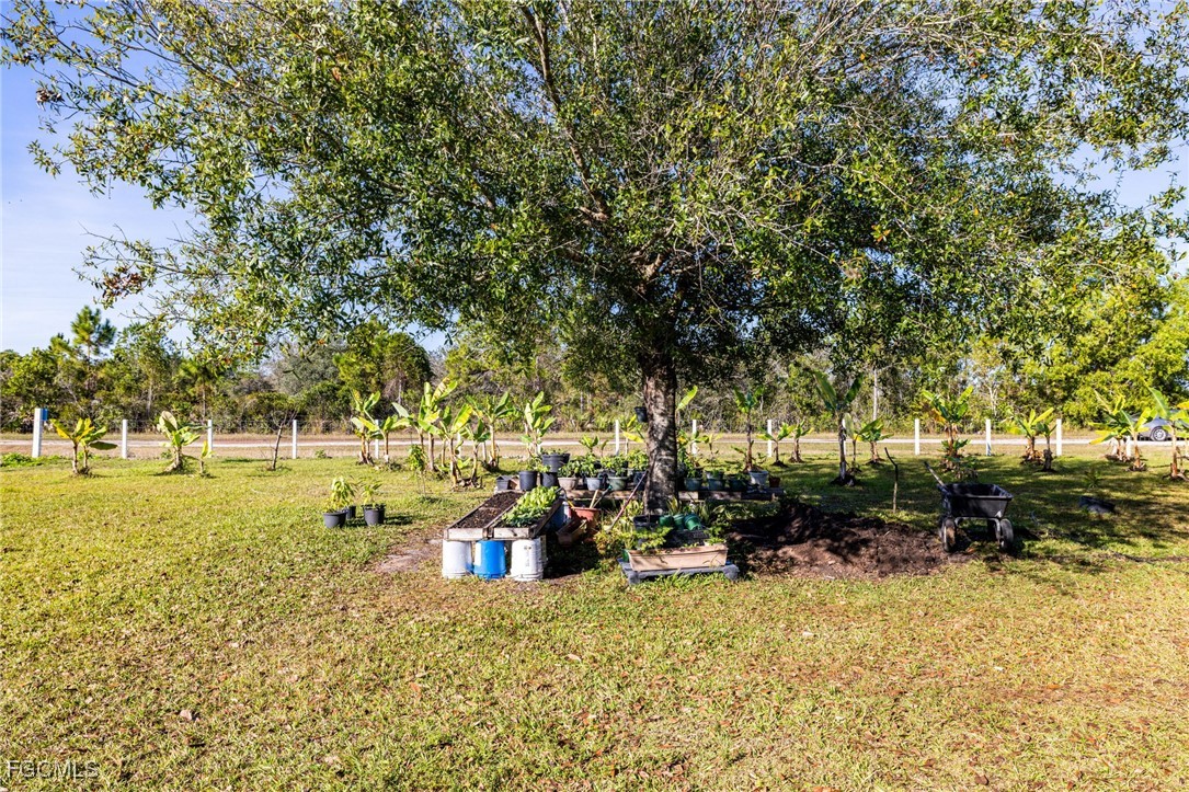 1472 Charolais Road Northwest LaBelle, FL 33935 - Photo 42 of 50 a view of a yard with trees