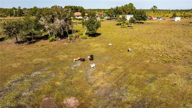 a view of a yard with large trees