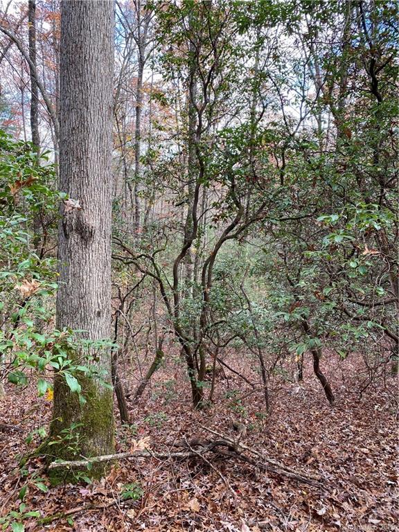 Tbd Burrell Mountain Road Brevard, NC 28712 - Photo 16 of 16 Gallery Image 16