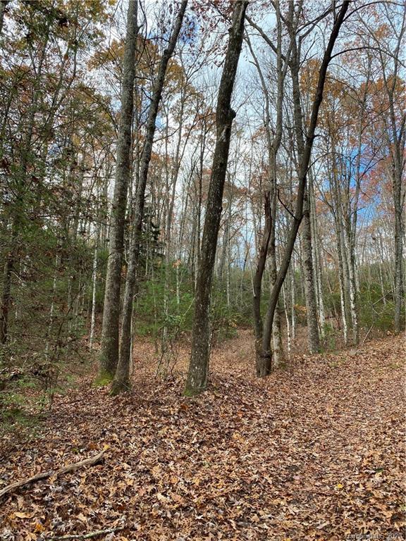 Tbd Burrell Mountain Road Brevard, NC 28712 - Photo 5 of 16 Gallery Image 5