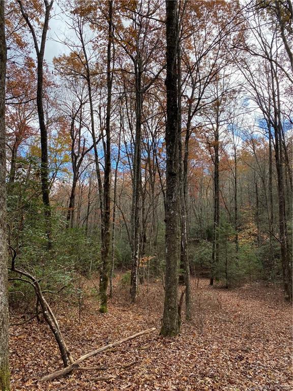 Tbd Burrell Mountain Road Brevard, NC 28712 - Photo 8 of 16 Gallery Image 8