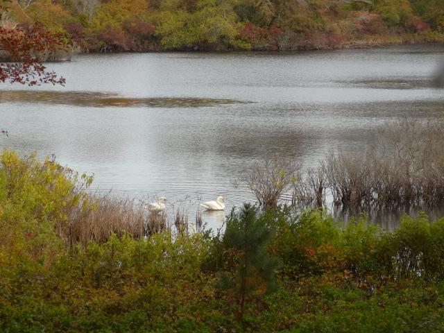 258 Huckins Neck Road Centerville, MA 02601 - Photo 29 of 30 a view of a lake from a yard