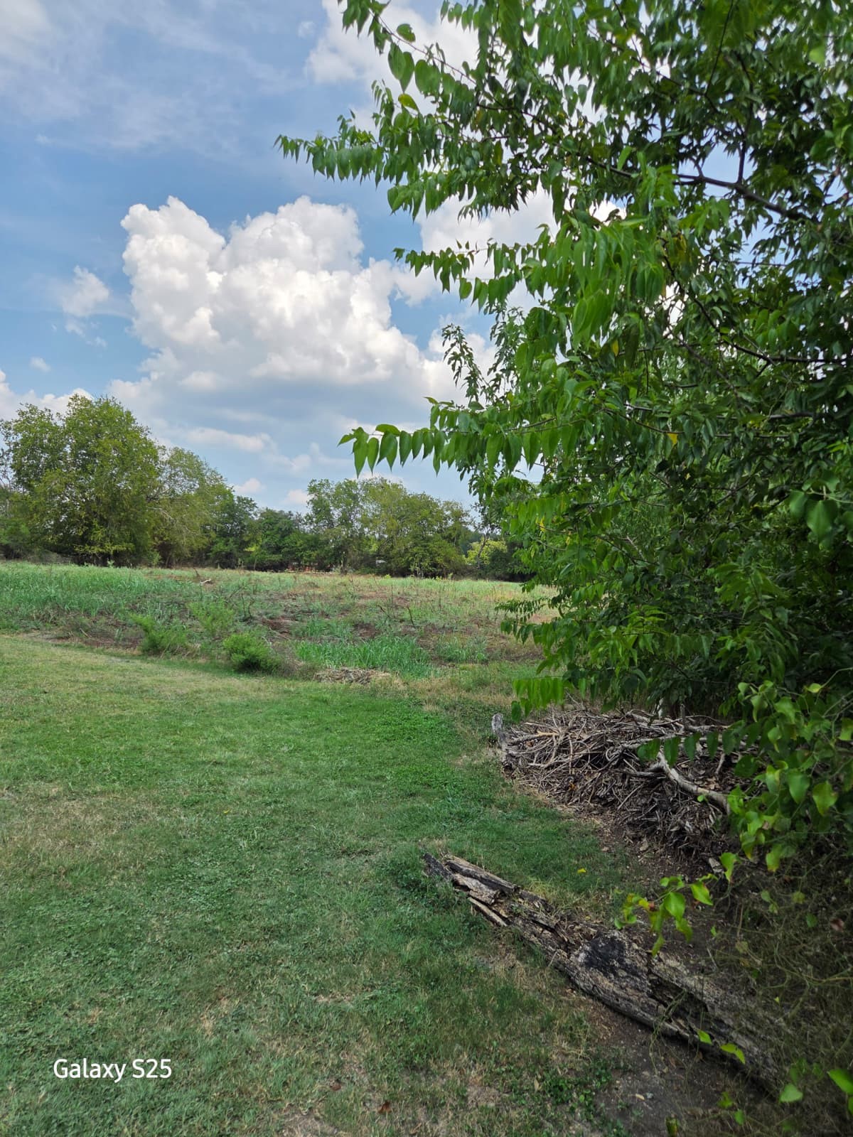5000 East State Highway 21 Bryan, TX 77808 - Photo 11 of 12 a view of a field of grass and trees