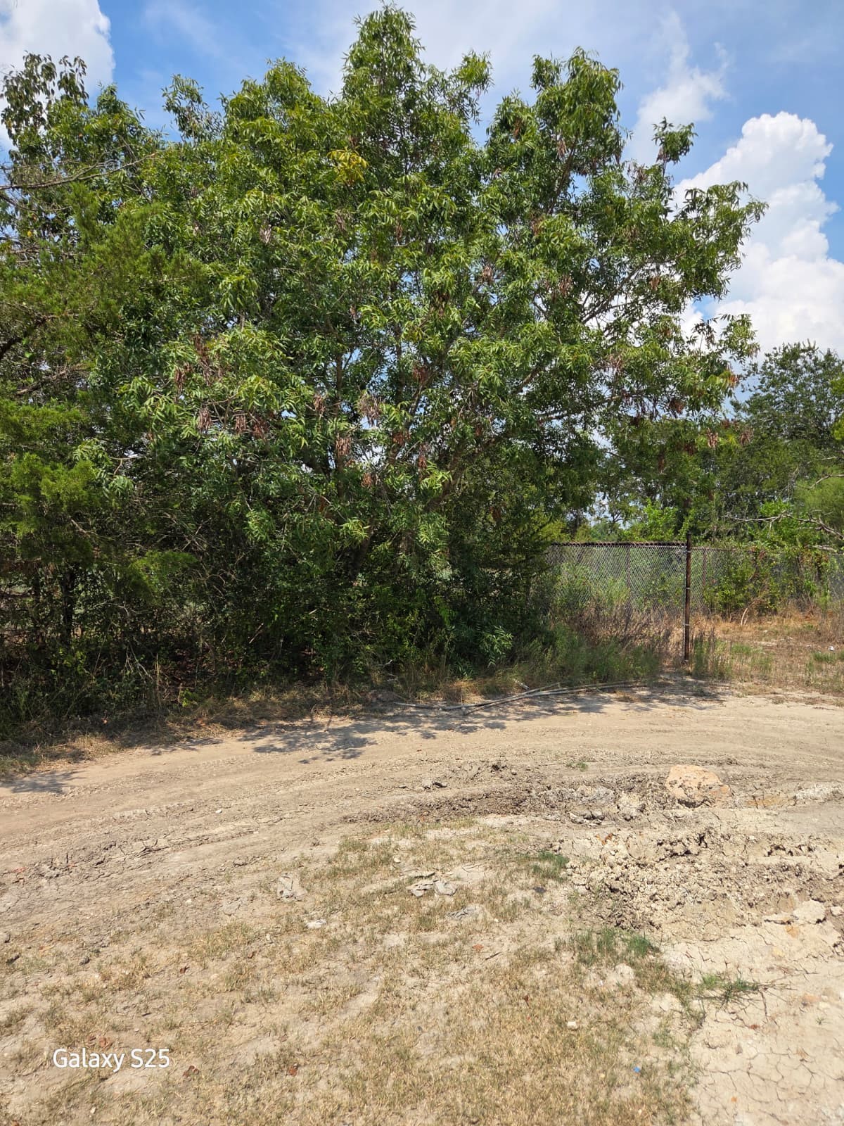 5000 East State Highway 21 Bryan, TX 77808 - Photo 12 of 12 a view of a yard with a tree
