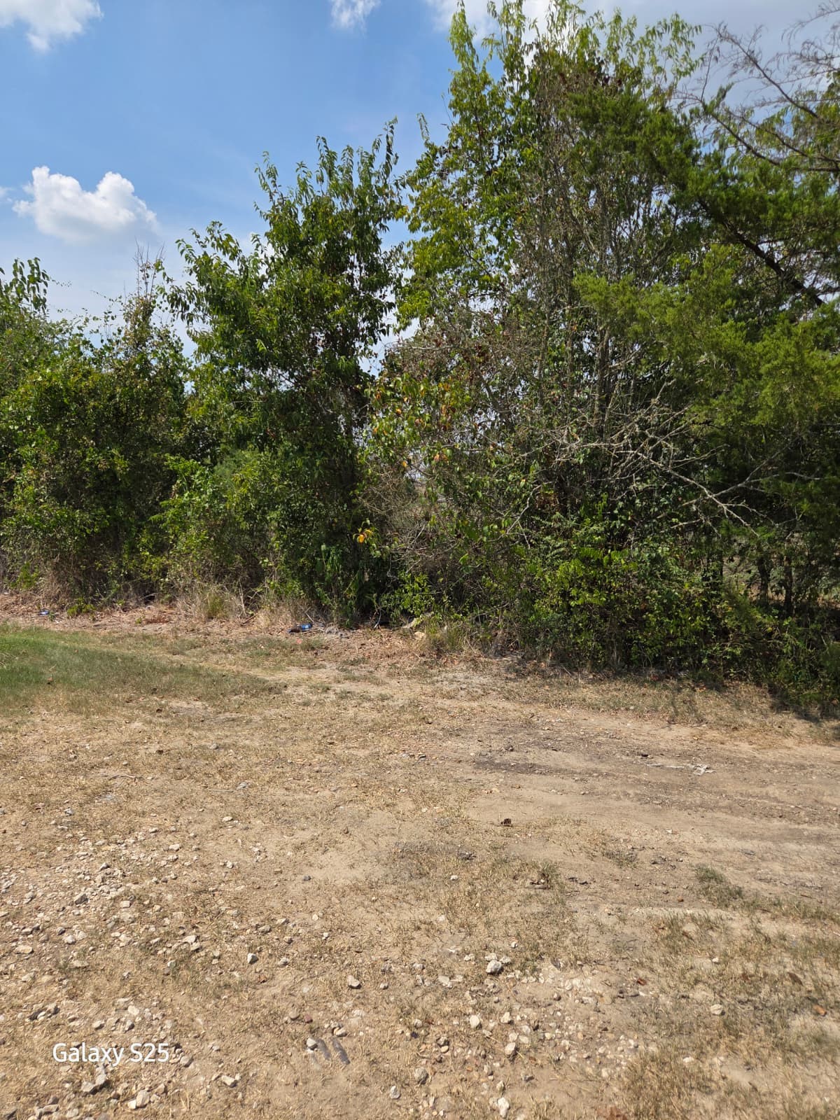 5000 East State Highway 21 Bryan, TX 77808 - Photo 5 of 12 a view of a yard with a tree