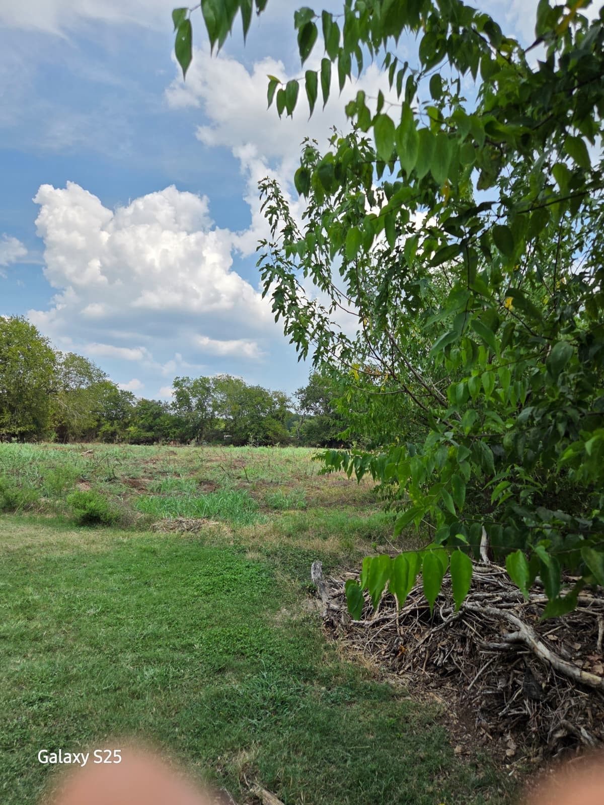 5000 East State Highway 21 Bryan, TX 77808 - Photo 6 of 12 a big yard with lots of green space
