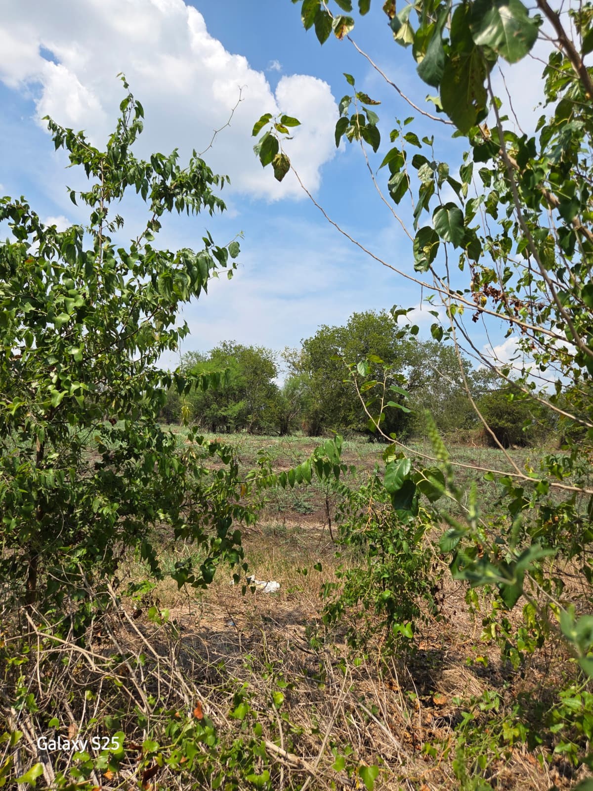 5000 East State Highway 21 Bryan, TX 77808 - Photo 7 of 12 a view of a garden with plants