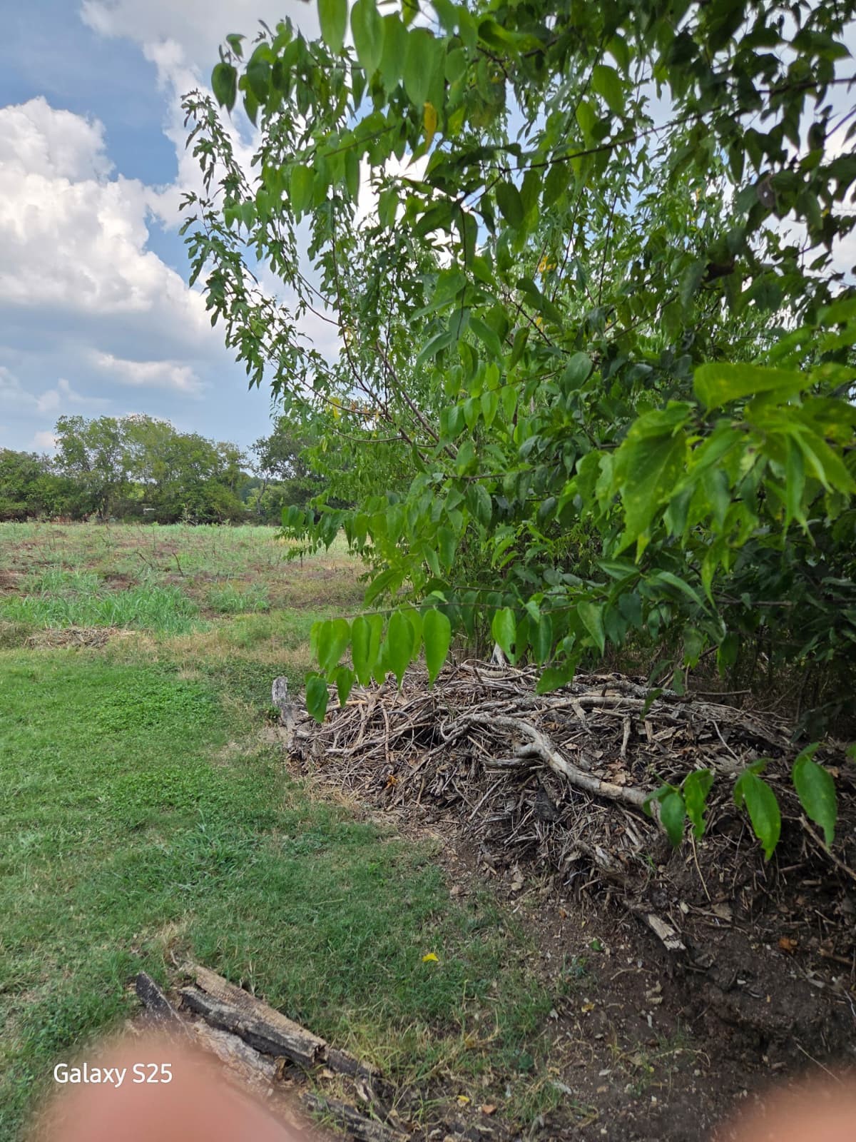 5000 East State Highway 21 Bryan, TX 77808 - Photo 8 of 12 a view of a yard with a tree