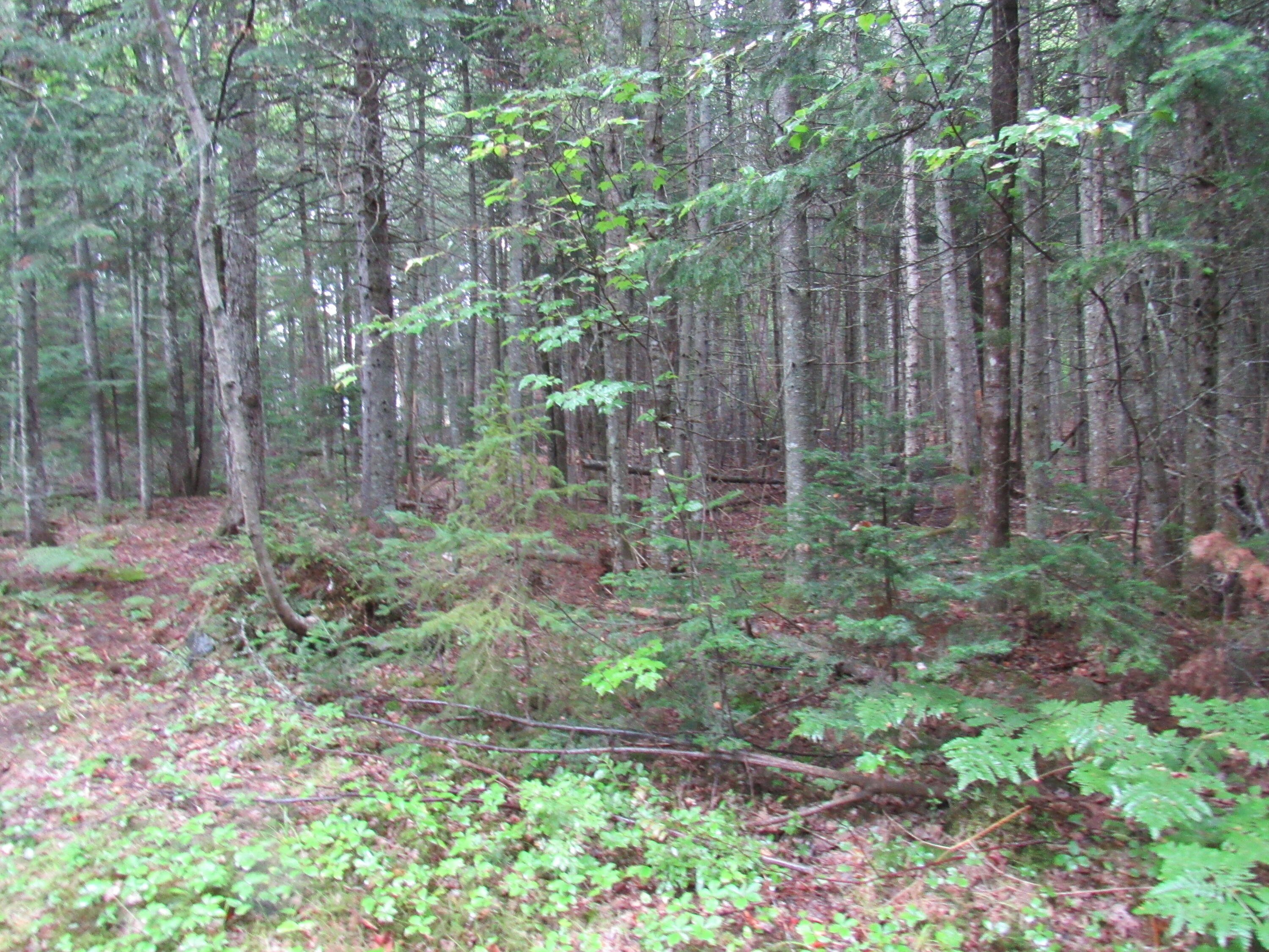 173 Long Pond Road Jackman, ME 04945 - Photo 1 of 3 IMG_5583