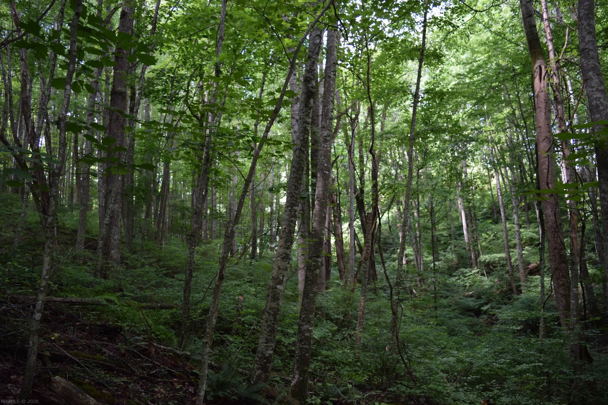 Tbd Horse Ridge Road Northwest Willis, VA 24380 - Photo 13 of 24 Gallery Image 13