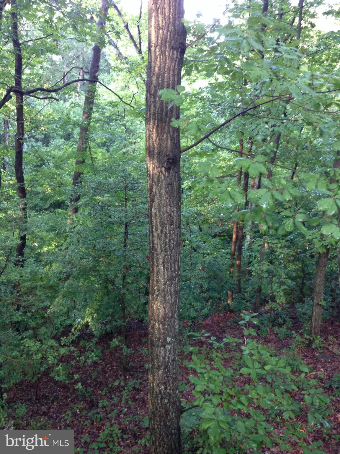 58 Jones Station Road Arnold, MD 21012 - Photo 24 of 28 Wooded view