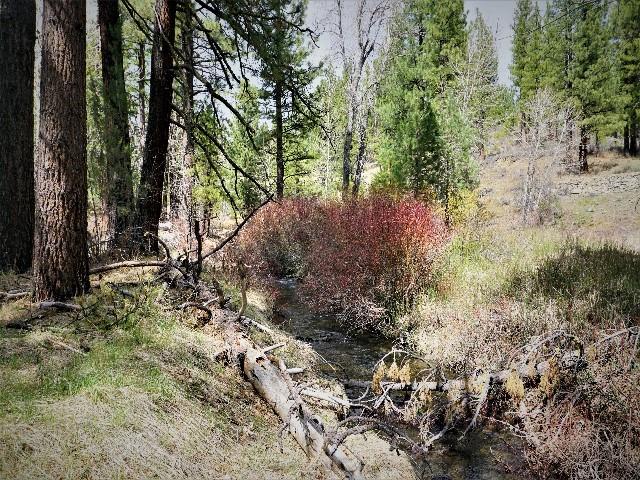 1065 Clio State 40A Road Clio, CA 96106 - Photo 10 of 21 Gallery Image 10