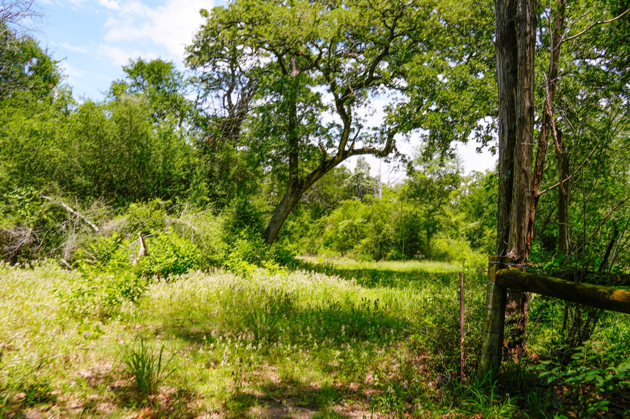 3233 Farm To Market 3233 Road La Grange, TX 78945 - Photo 13 of 18 View of wooded area