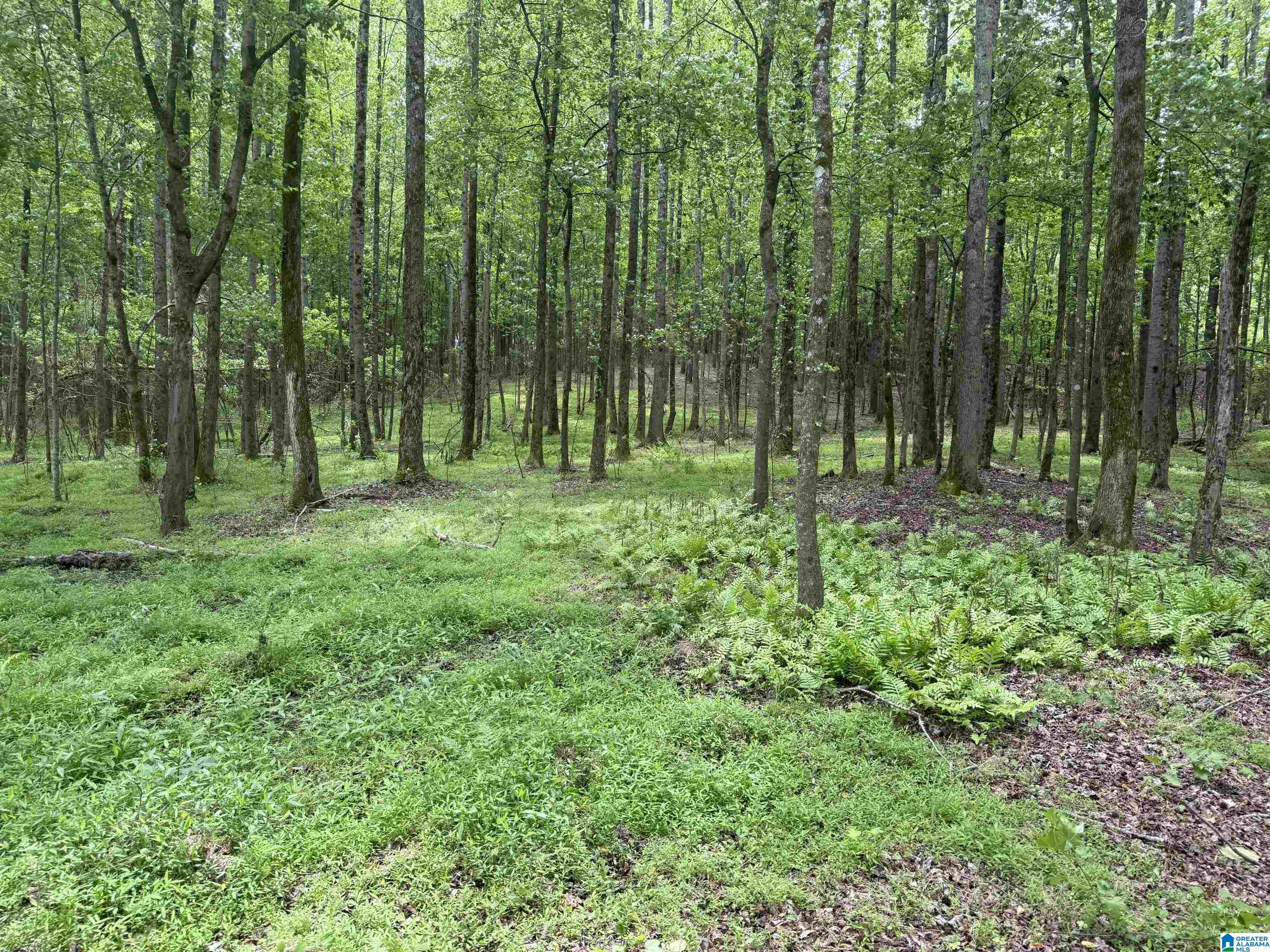 1 County Road 670 Ranburne, AL 36273 - Photo 7 of 11
