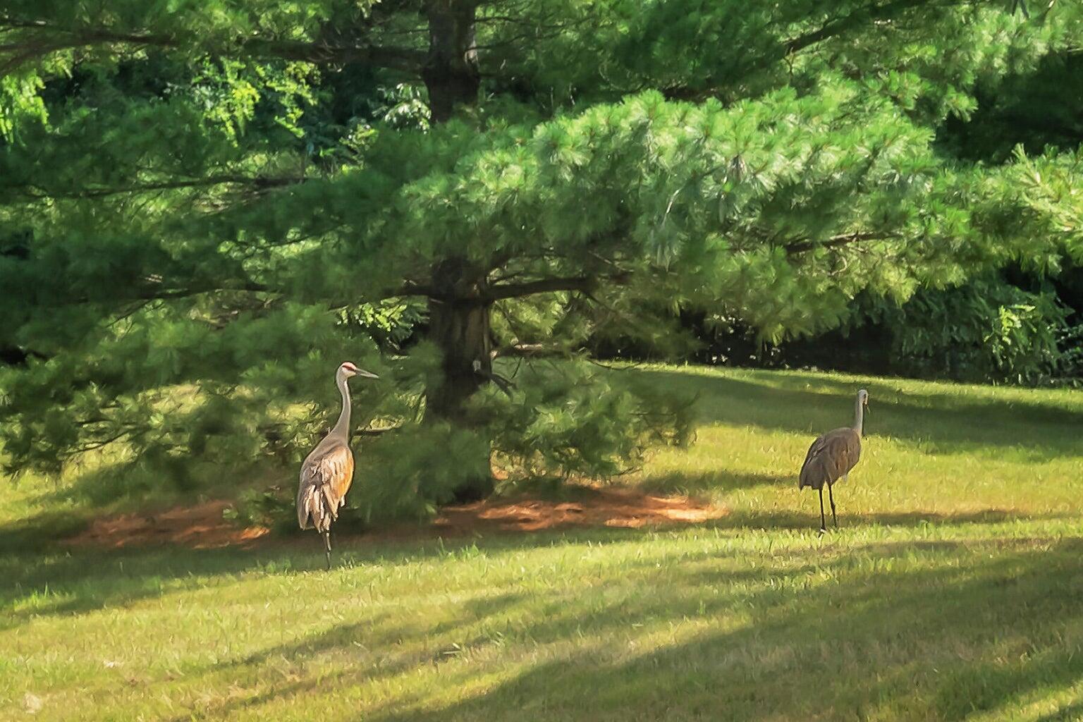 2293 A Circle Ridge Delafield, WI 53018 - Photo 20 of 22 Kettle Ridge Cranes