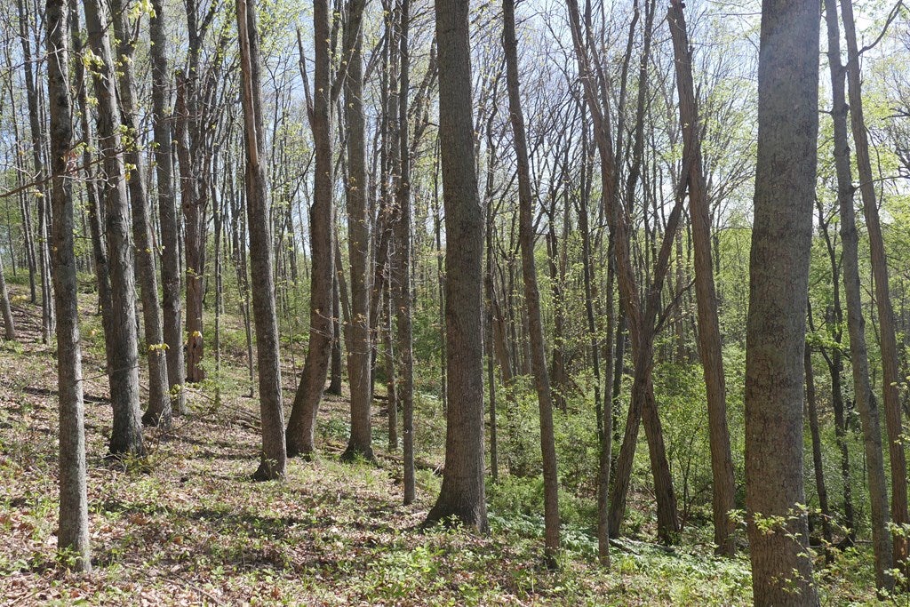 Tbd Camp Road Sugar Grove, VA 24375 - Photo 62 of 67 Gallery Image 62