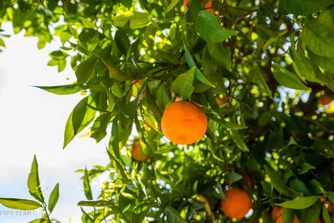 a bird view of a tree