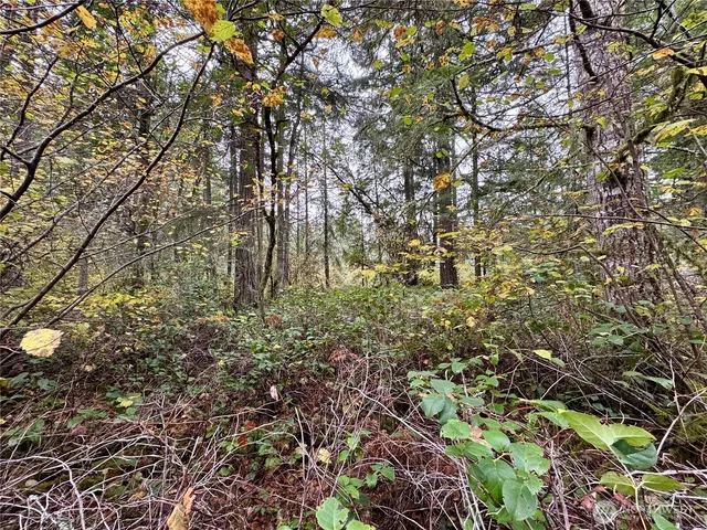 a plant view in yard