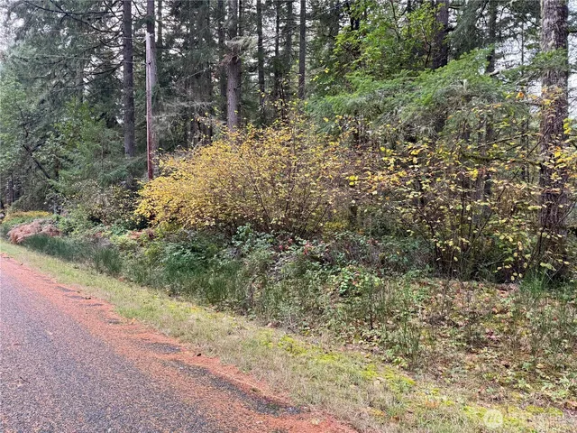 a view of a yard with plants and trees