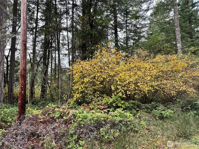 a view of a yard with a tree