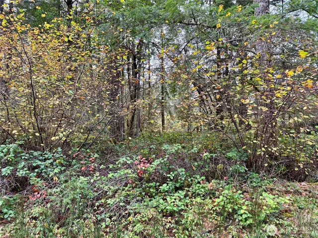 a close up of a plant