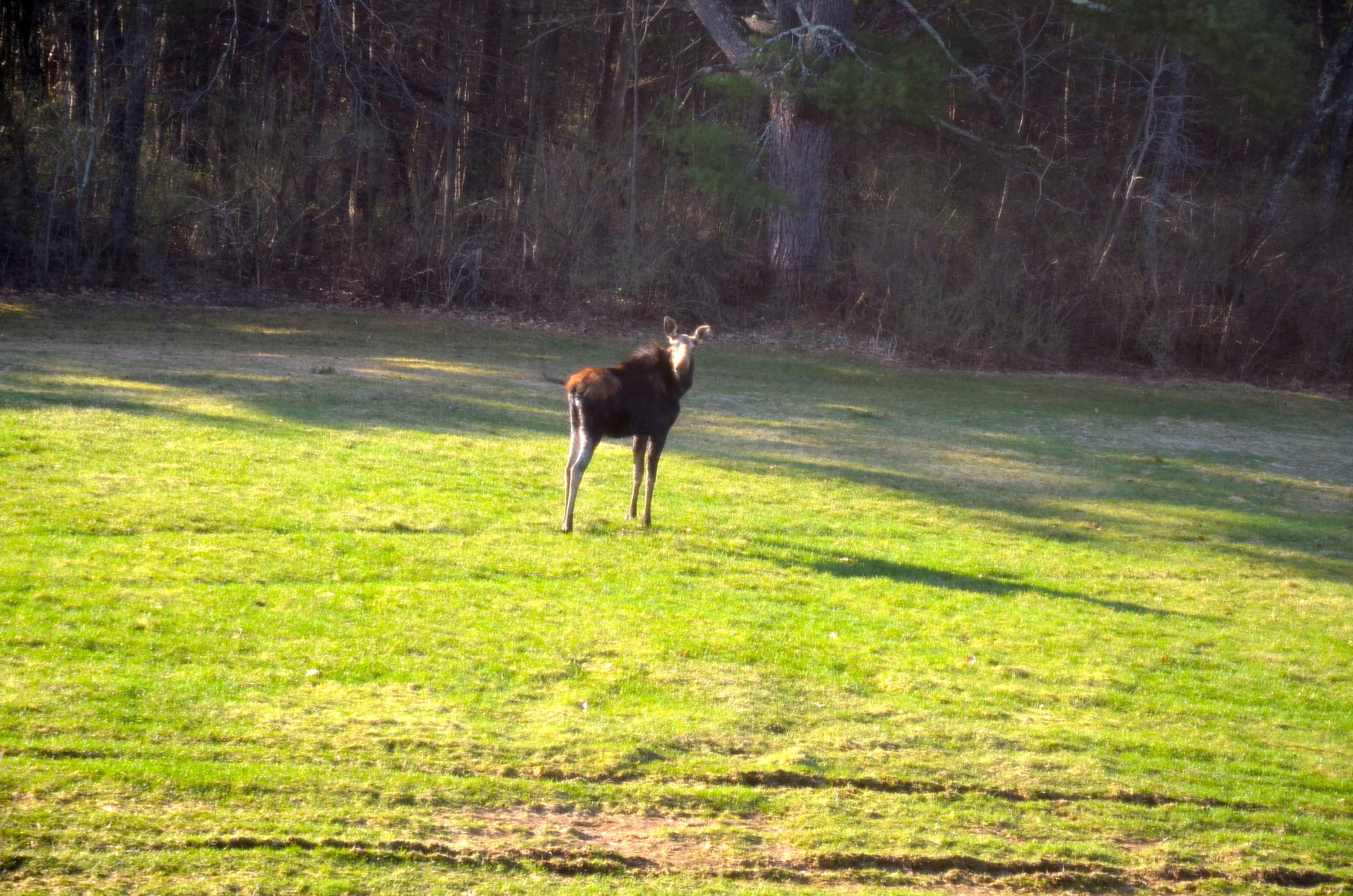 175 Bonny Eagle Road Hollis, ME 04042 - Photo 52 of 52 Moose picture