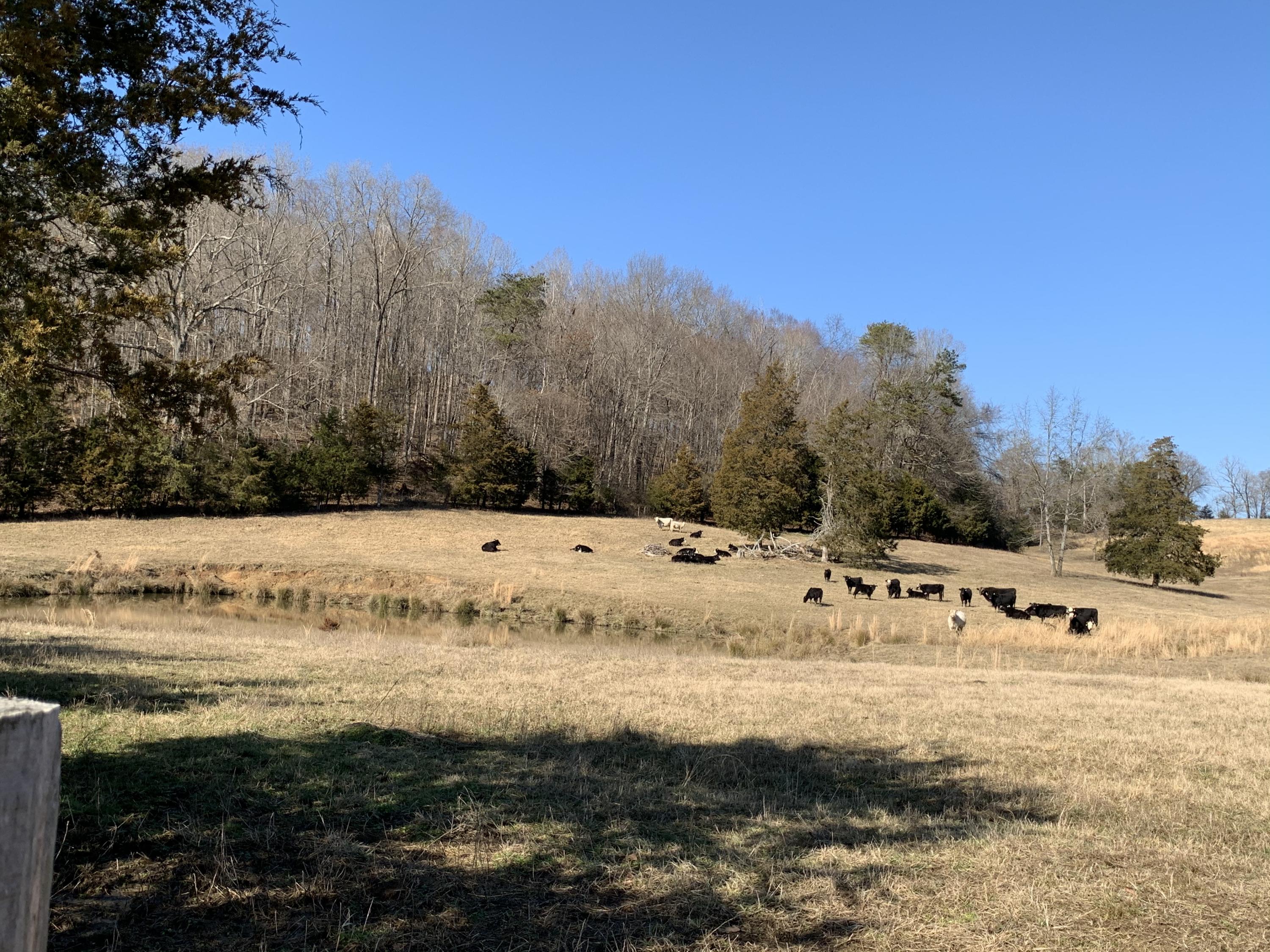 Indian Ridge Rd Road Blaine, TN 37709 - Photo 6 of 19 Photo Jan 13, 1 40 13 PM