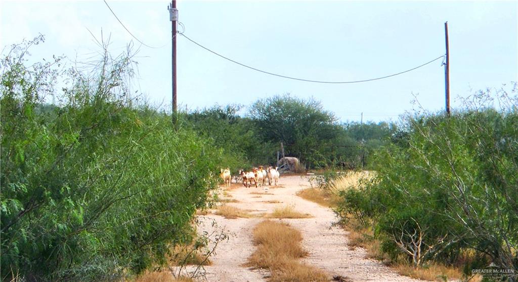 3525 South River Road Donna, TX 78537 - Photo 3 of 6 View of local wilderness
