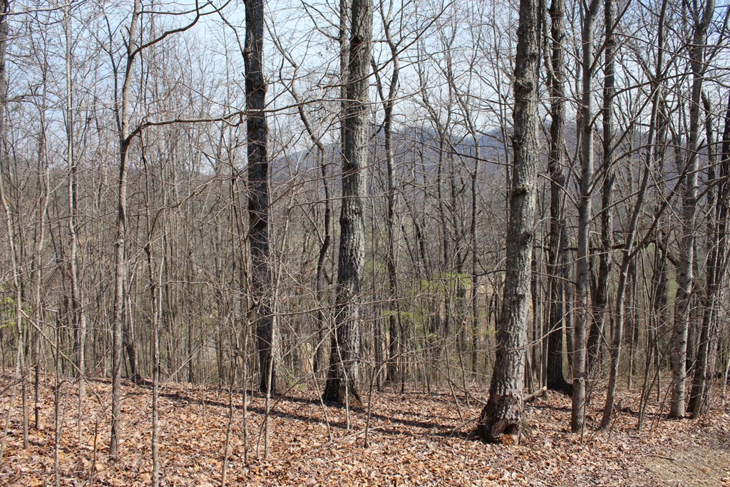 Lot 83 Licklog Ridge Hayesville, NC 28904 - Photo 5 of 6 a backyard of a house with lots of green space