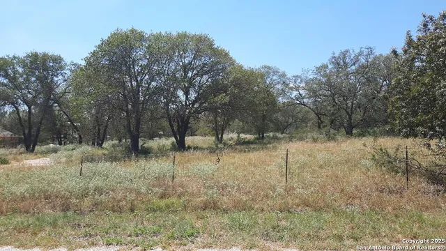 a view of a forest filled with trees