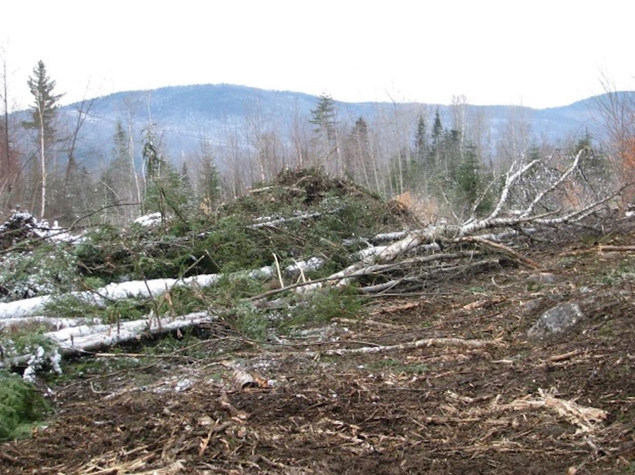 0 Forest Lake Road Whitefield, NH 03598 - Photo 2 of 16