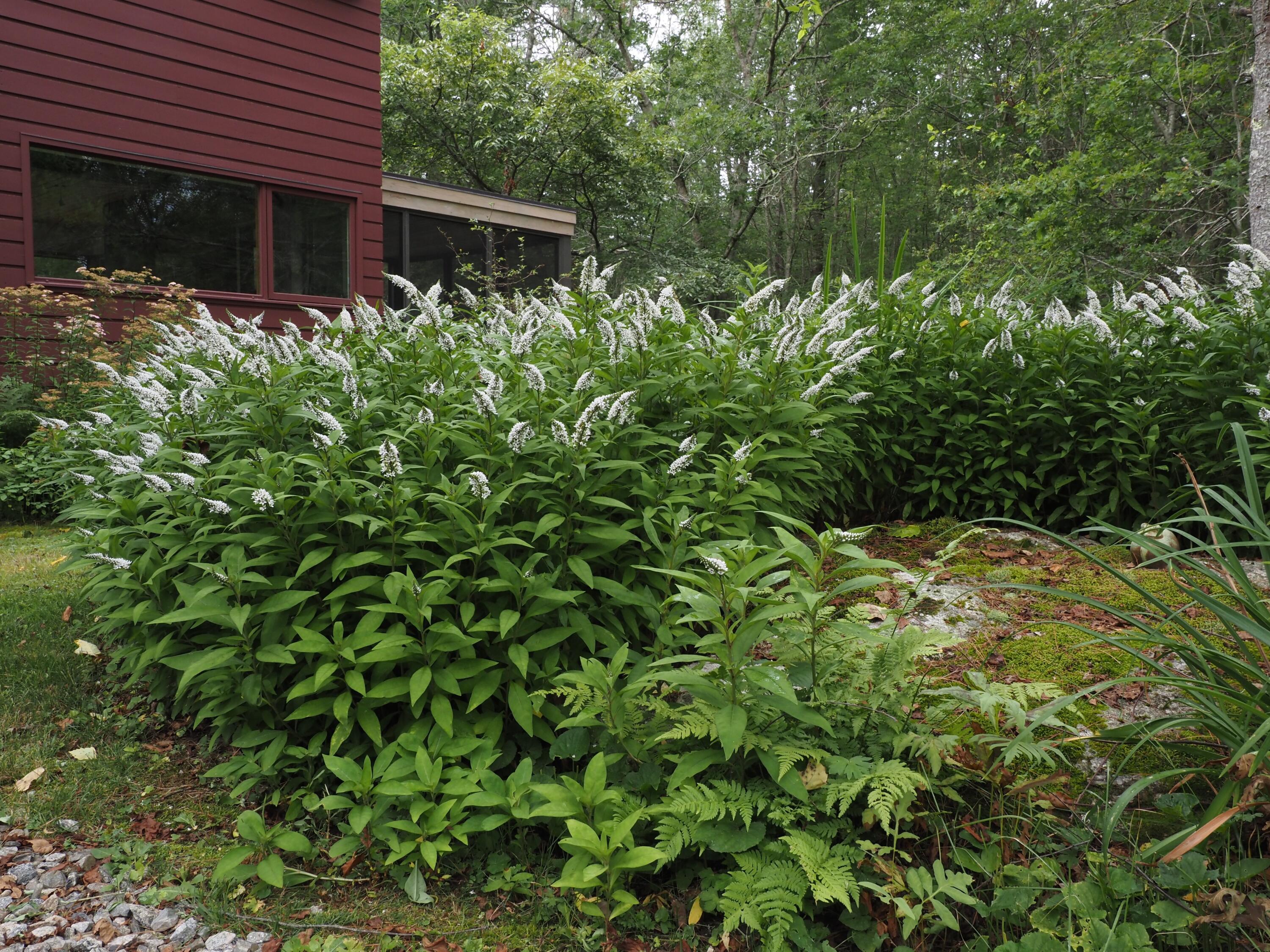348 Bald Head Road Arrowsic, ME 04530 - Photo 64 of 74 flowers2
