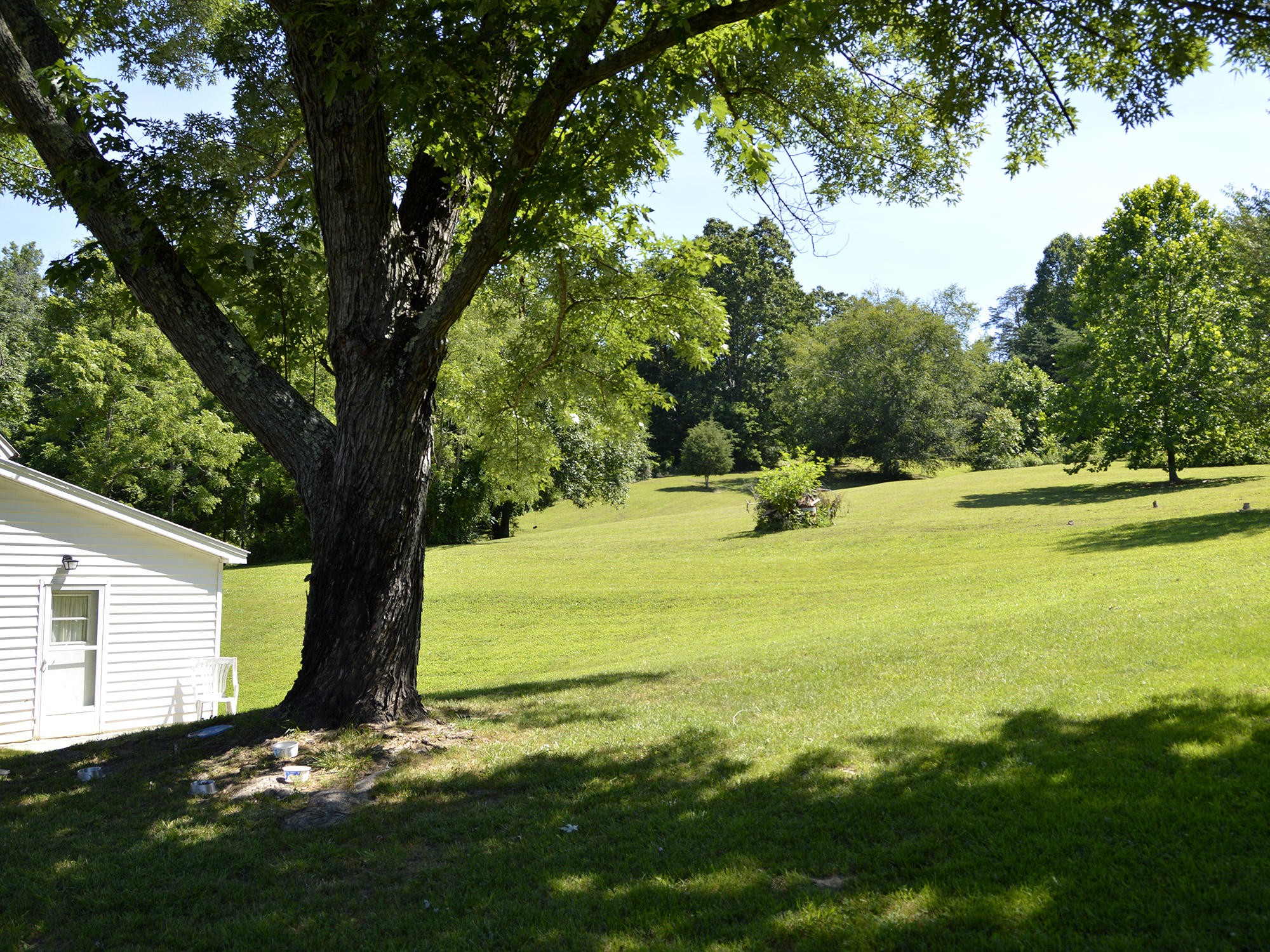 244 Sallings Road Luttrell, TN 37779 - Photo 15 of 19 a view of a tree with a yard