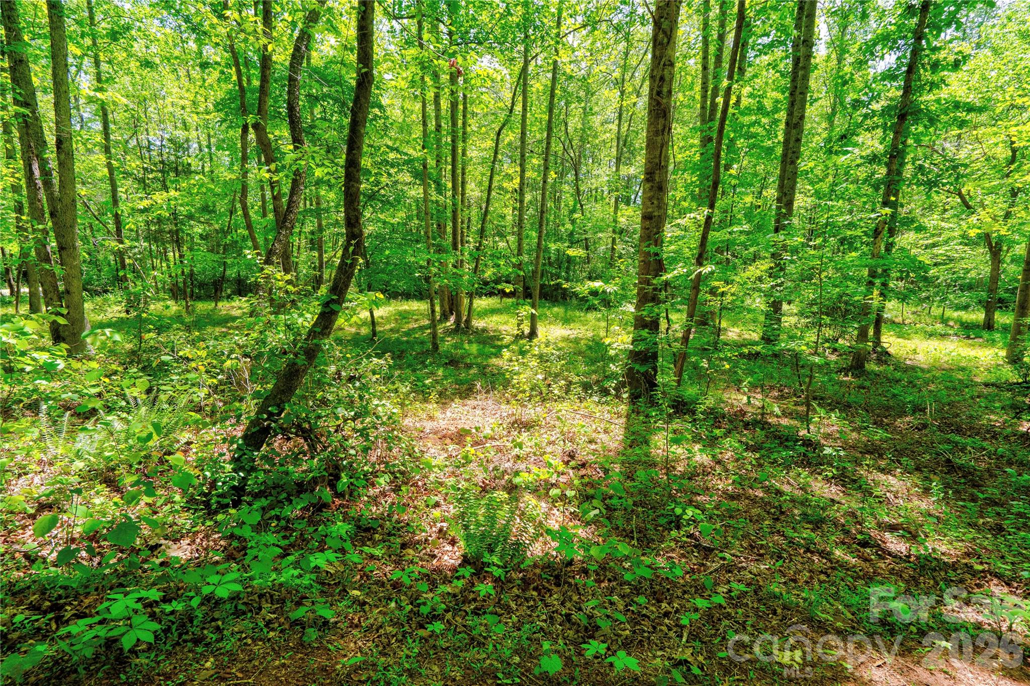 0 Taylor Road Rutherfordton, NC 28139 - Photo 11 of 25 a view of yard