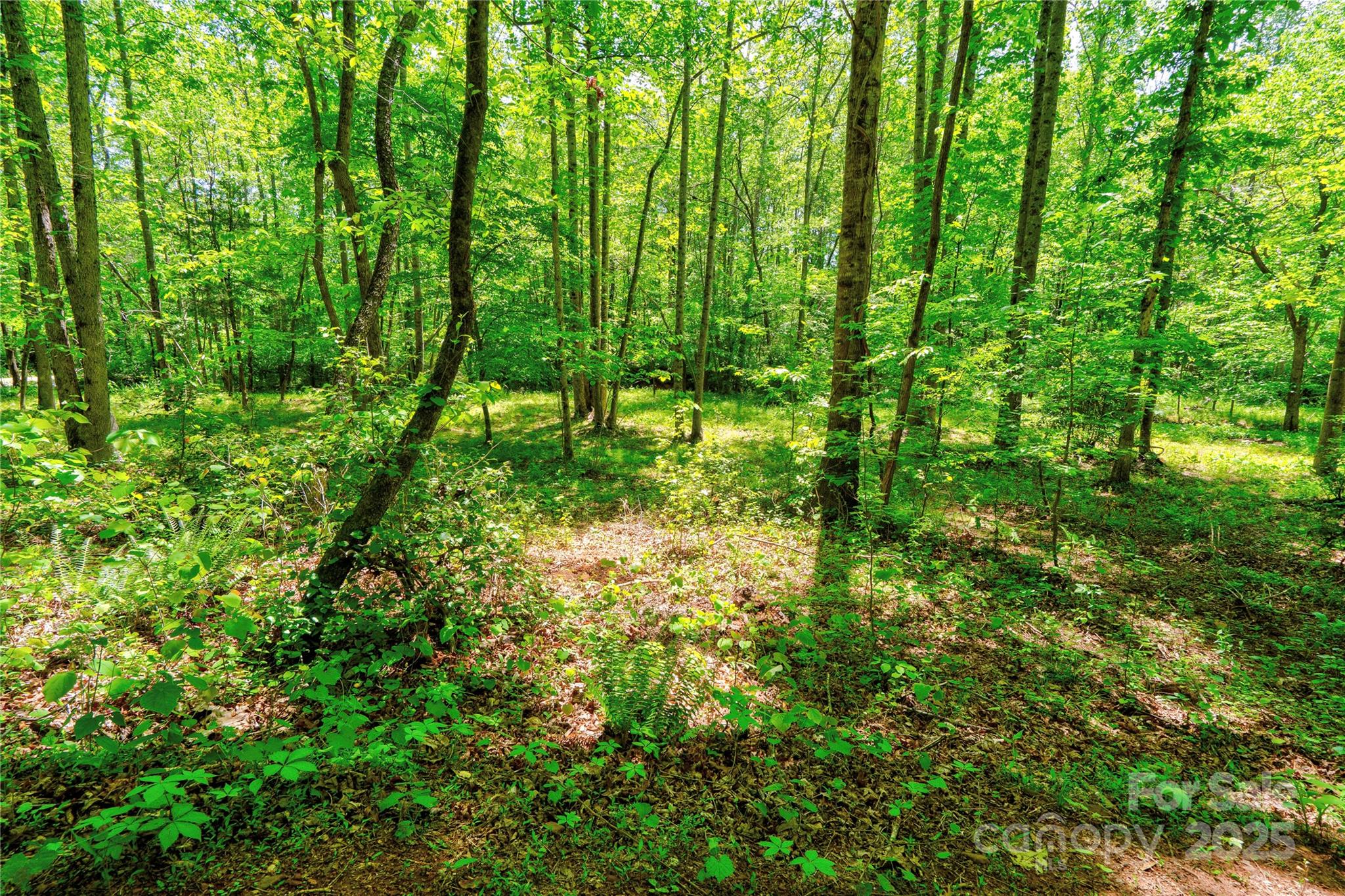 0 Taylor Road Rutherfordton, NC 28139 - Photo 12 of 25 a view of yard