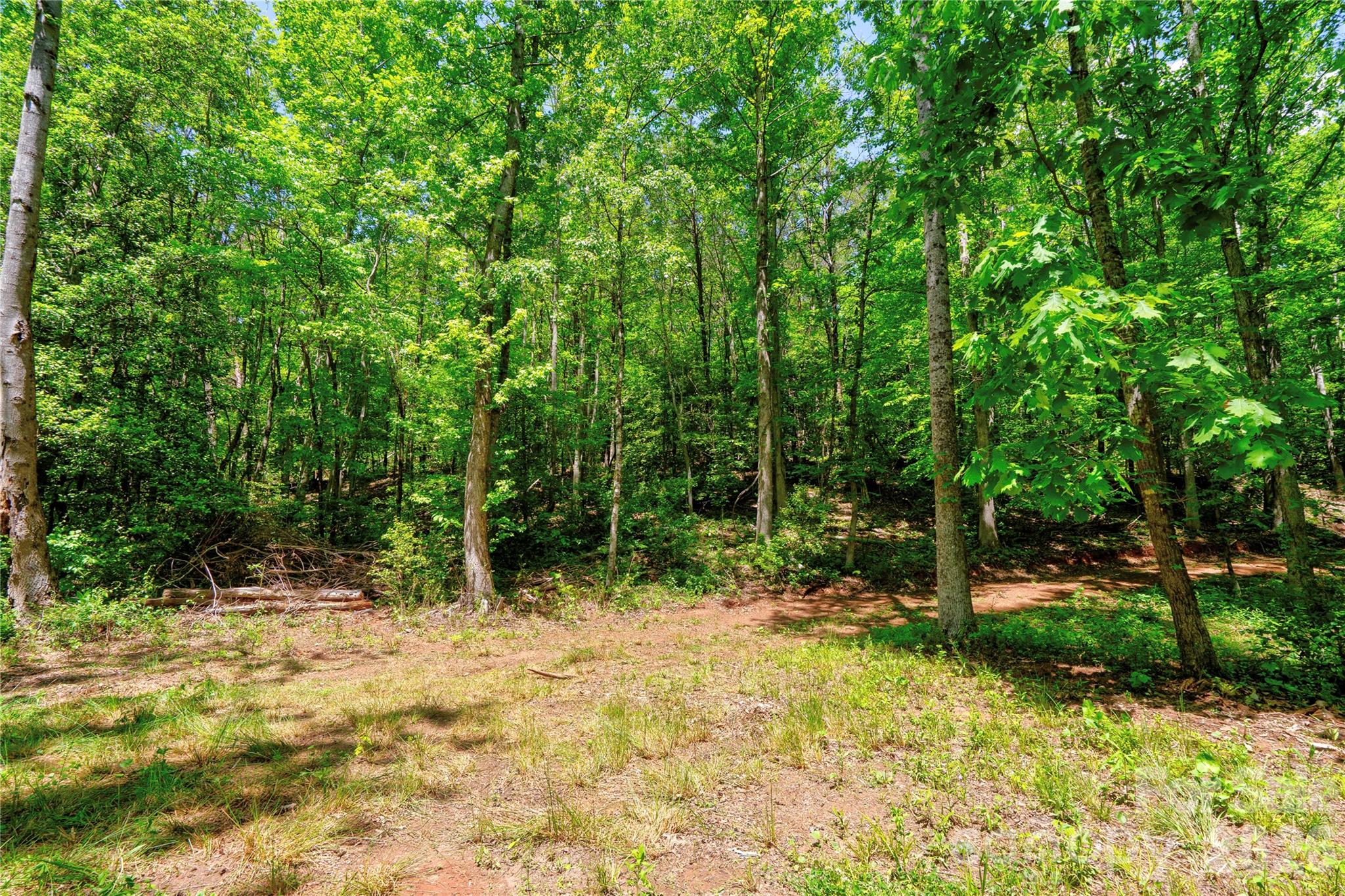 0 Taylor Road Rutherfordton, NC 28139 - Photo 12 of 25 a view of backyard with tree