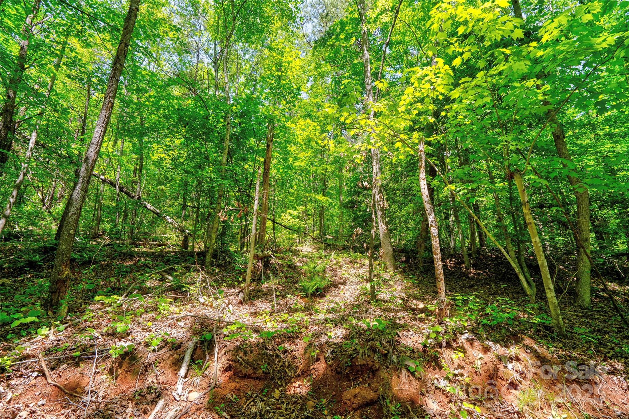 0 Taylor Road Rutherfordton, NC 28139 - Photo 16 of 25 a view of forest