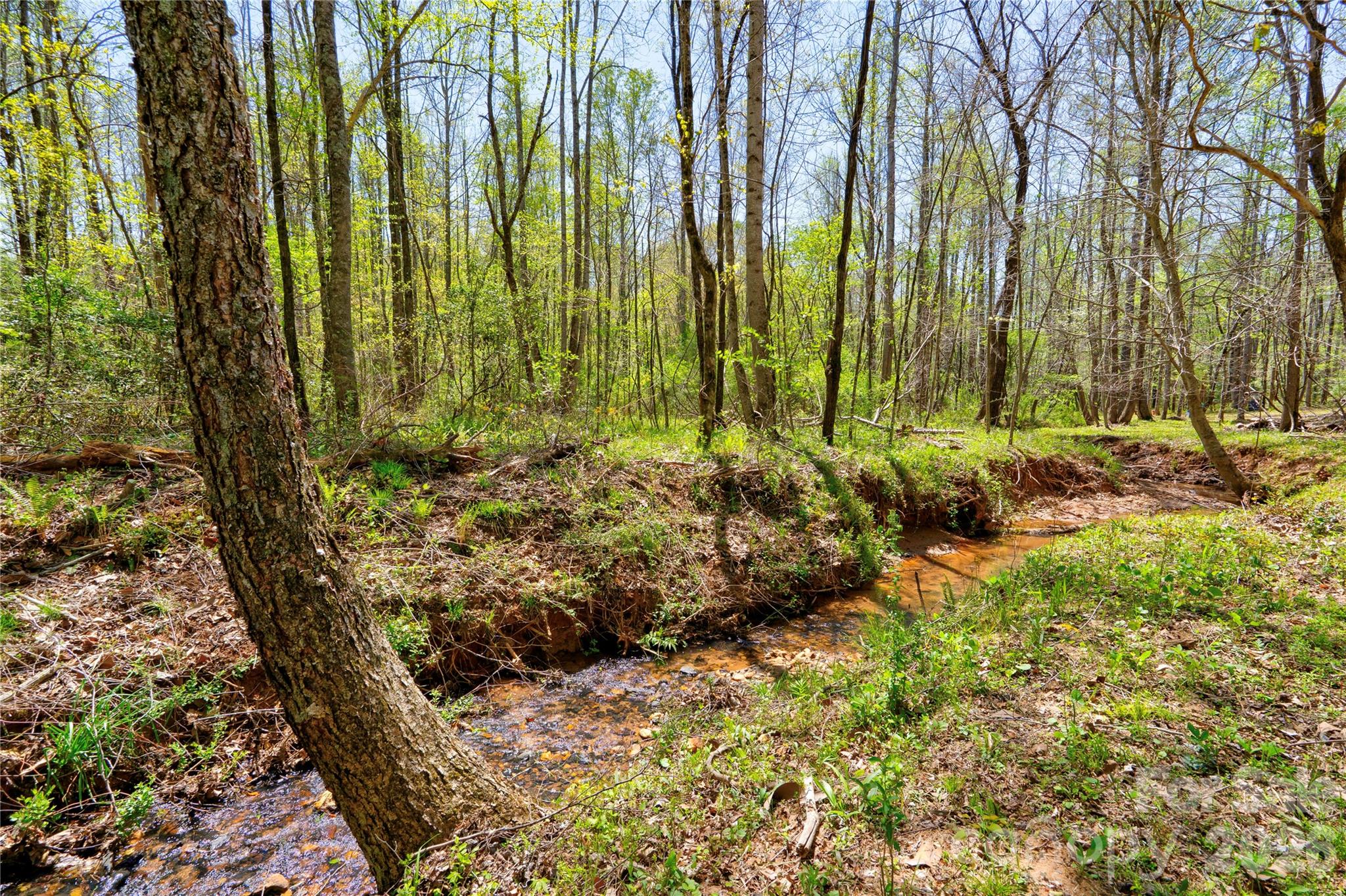 0 Taylor Road Rutherfordton, NC 28139 - Photo 4 of 25 a view of a garden with plants