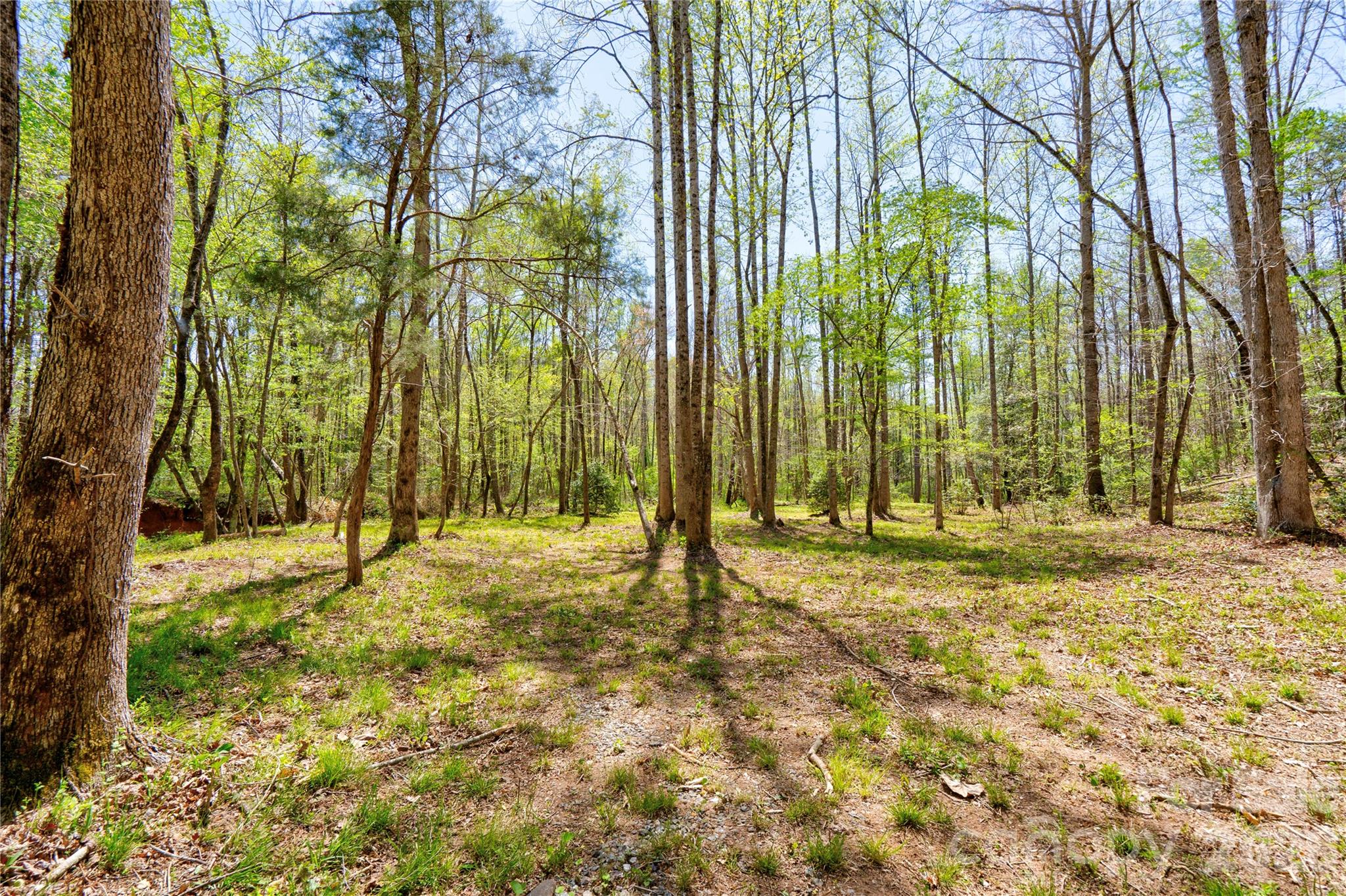 0 Taylor Road Rutherfordton, NC 28139 - Photo 5 of 25 a view of yard