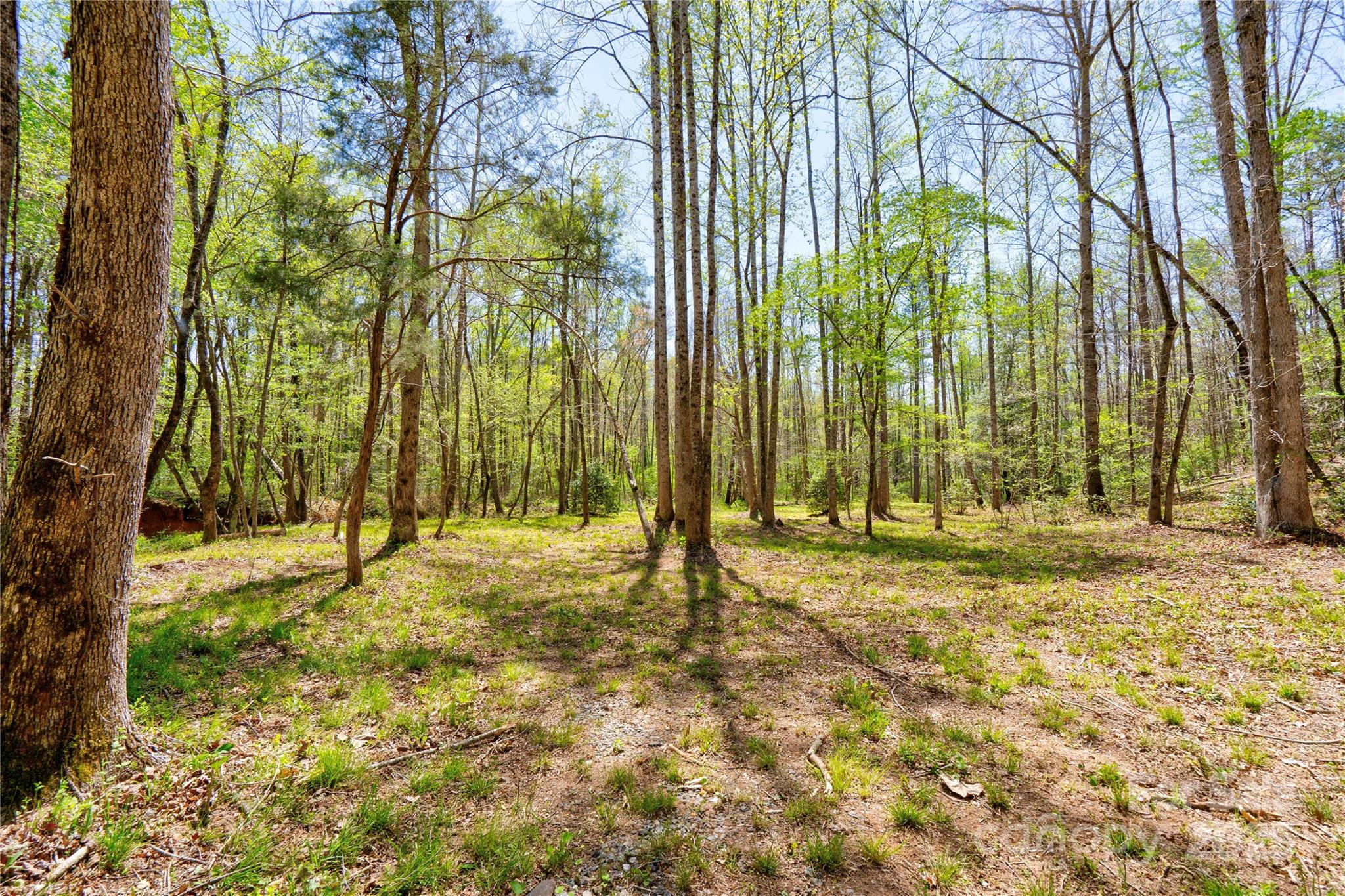 0 Taylor Road Rutherfordton, NC 28139 - Photo 6 of 25 a view of yard
