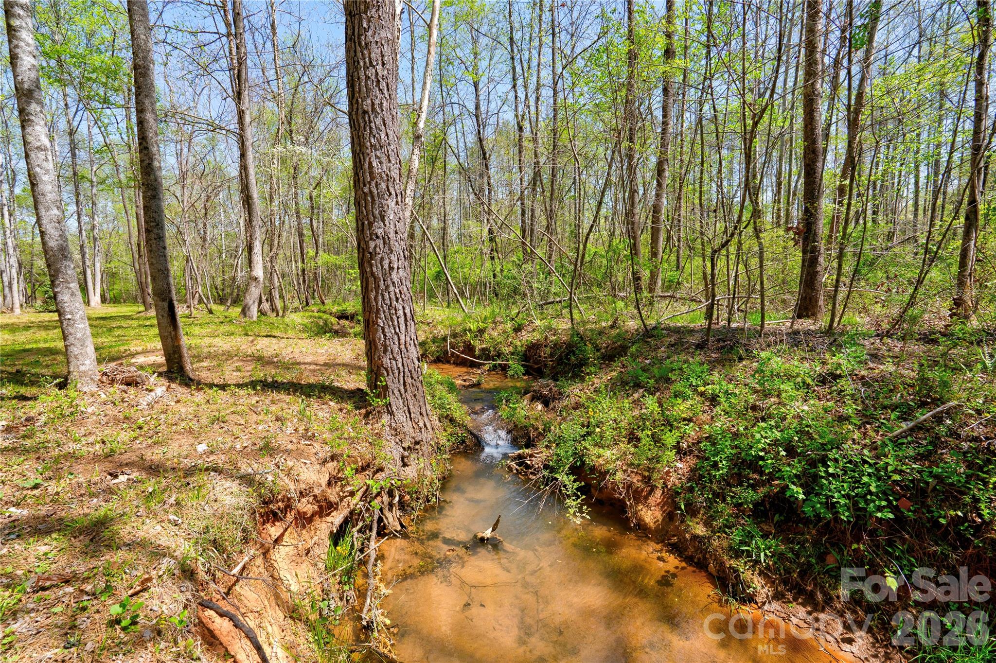 0 Taylor Road Rutherfordton, NC 28139 - Photo 8 of 25 a view of backyard with tall trees