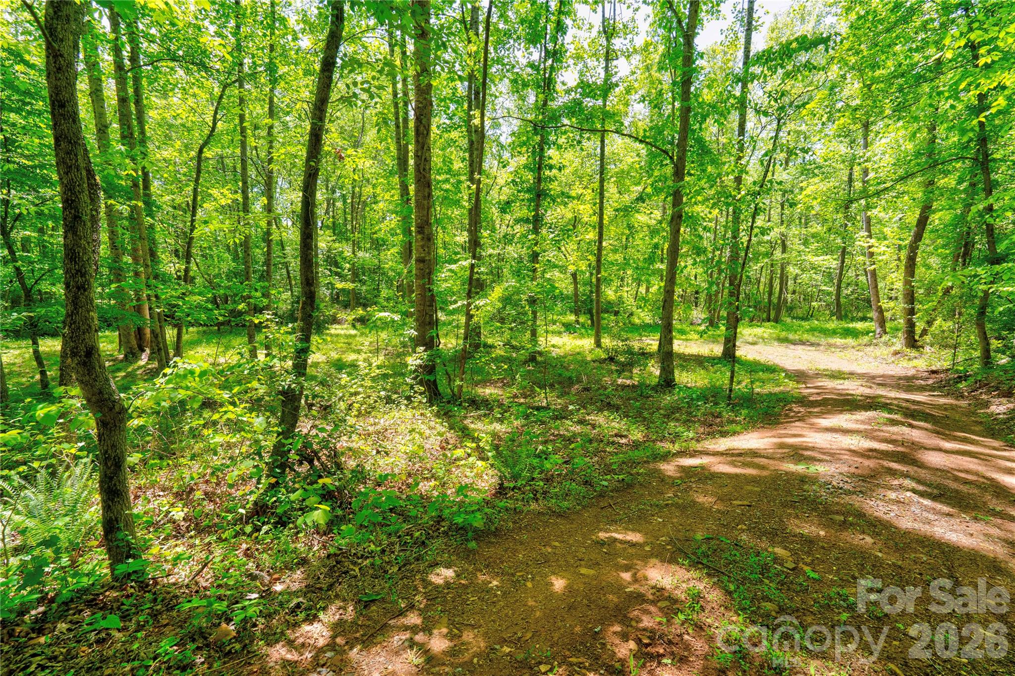 0 Taylor Road Rutherfordton, NC 28139 - Photo 10 of 25 a view of a yard with plants and trees