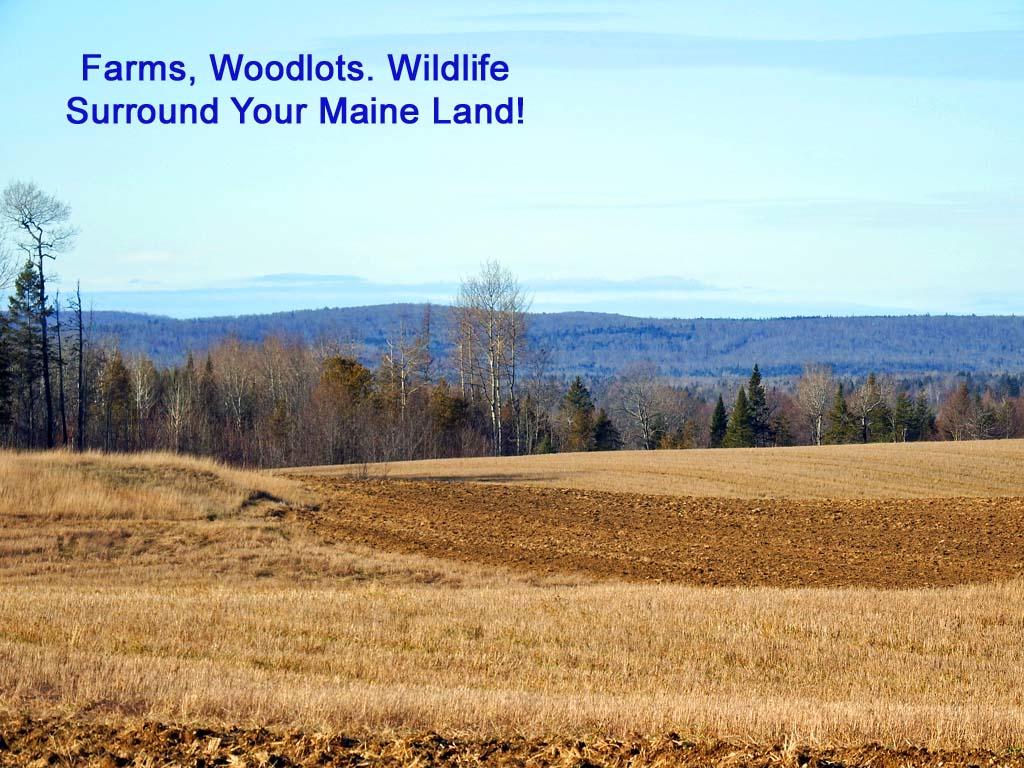 Lot 10-2 Buckley Road Bridgewater, ME 04735 - Photo 13 of 24 me-land-buckley-rd