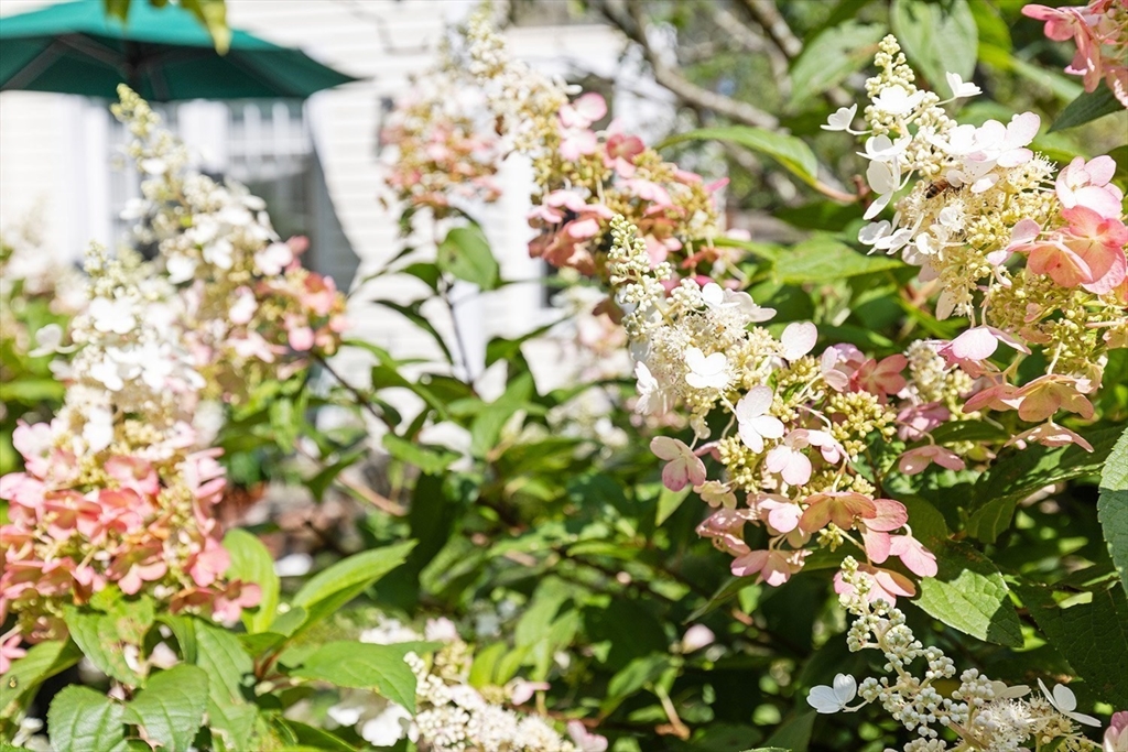 855 Barretts Mill Road Concord, MA 01742 - Photo 13 of 15 a picture of flowers