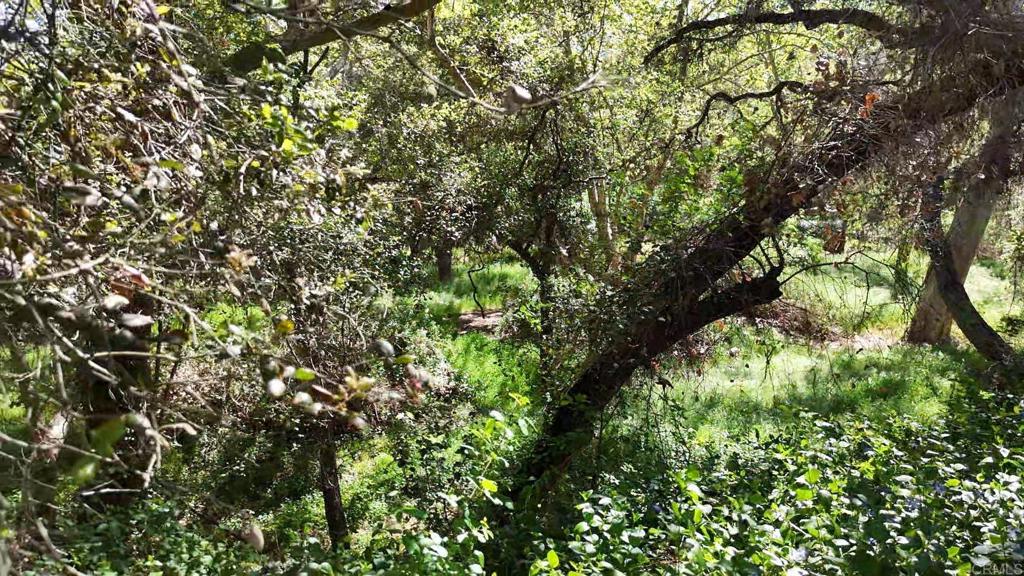 9237 Harmony Grove Road Escondido, CA 92029 - Photo 13 of 56 a view of a tree in a yard