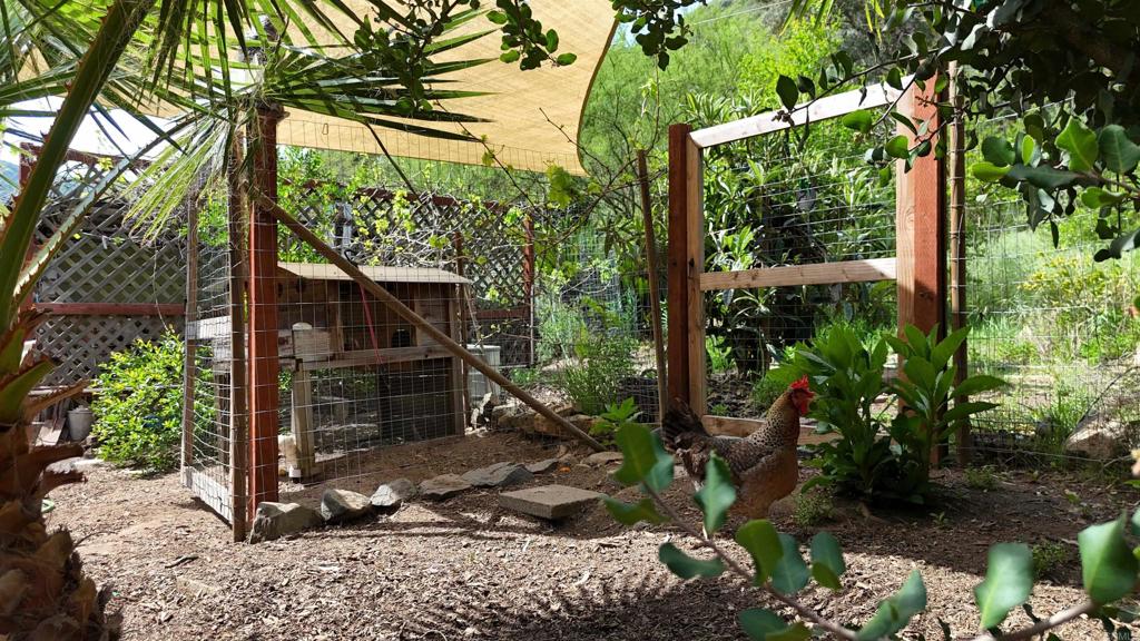 9237 Harmony Grove Road Escondido, CA 92029 - Photo 35 of 56 a backyard of a house with lots of green space