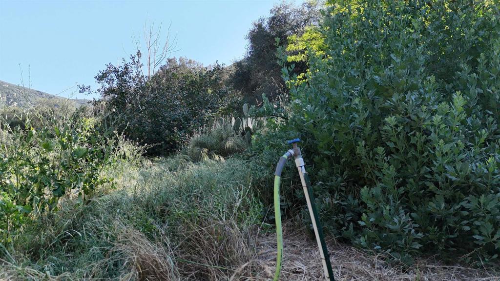 9237 Harmony Grove Road Escondido, CA 92029 - Photo 43 of 56 a view of a yard with a plant